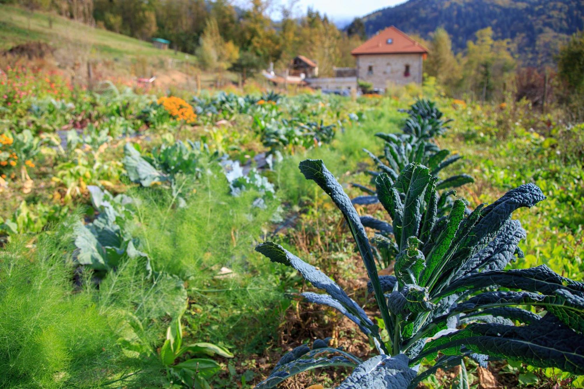 Agriturismo Fattoria Ortoalpino Trichiana Eksteriør billede